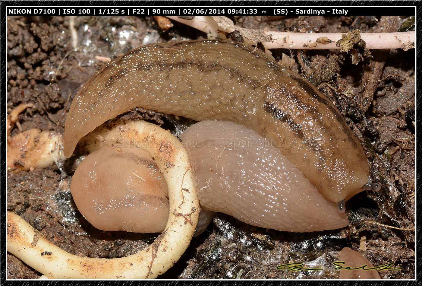 Ricerca Limax in Sardegna